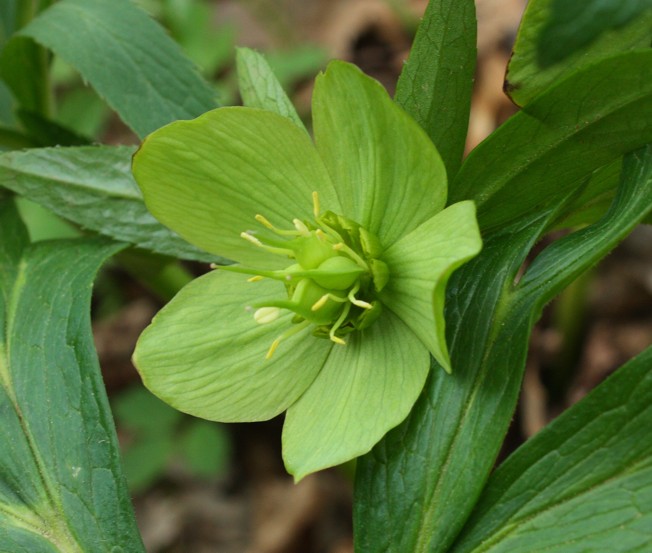 Helleborus viridis